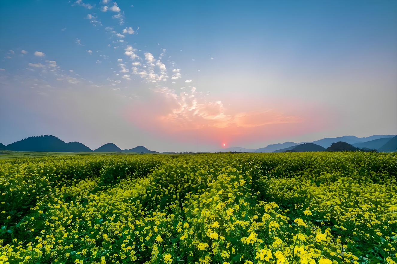 罗平油菜花海：“世界最大自然天成花园”的璀璨绽放